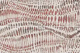 Фото Панно Ibero R0002824 Strata Decor Beige (Set 2 Pzs) Rect 60x90