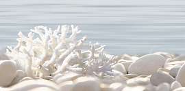 Фото Декор Del Mare 249x500 (DWU09DLM624)