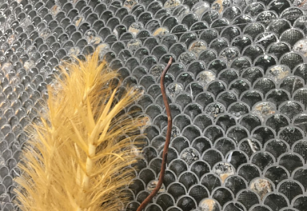 Коллекция Lucia Emigres